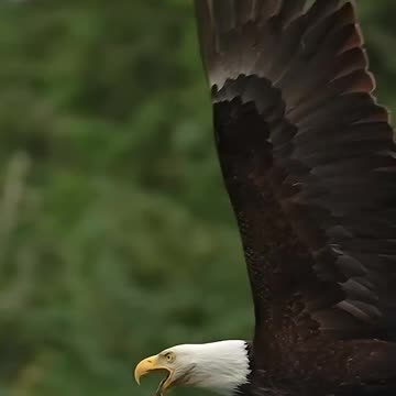 eagle decapitates fish and feeds while still in the air 😱😱😱😱😱