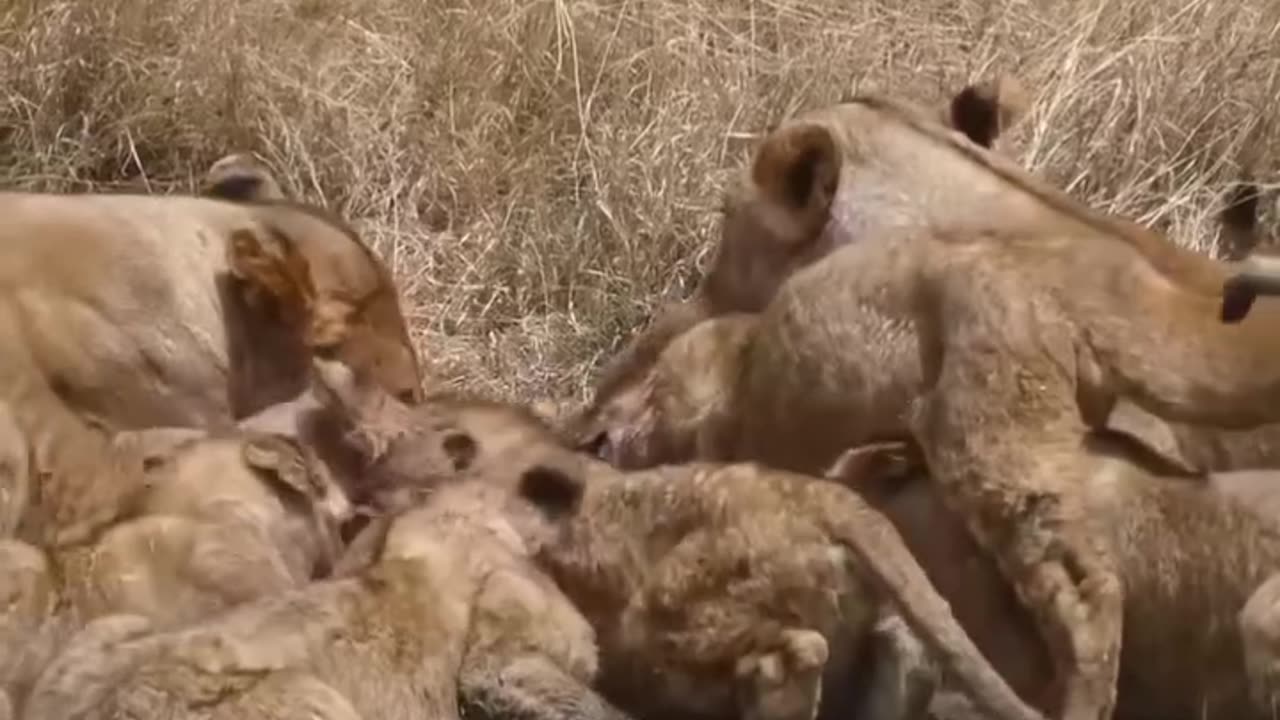 Lions hunt and eat