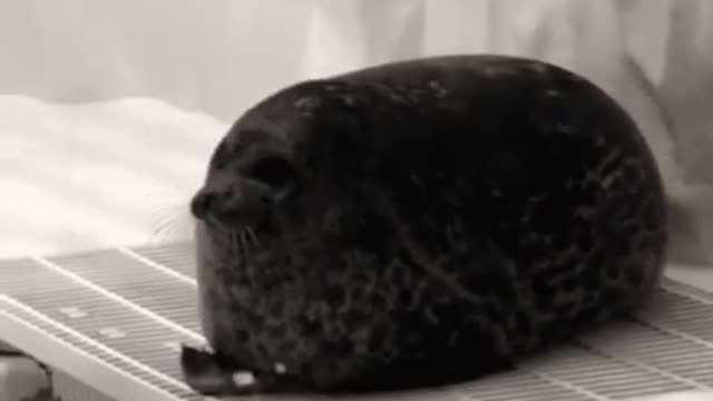 Fat seal
