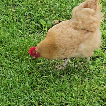 OMC! Orpington Loner hunts worms and eats grass! #orpington #chicken #hen #shorts #hunting #worms