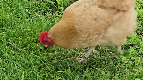 OMC! Orpington Loner hunts worms and eats grass! #orpington #chicken #hen #shorts #hunting #worms