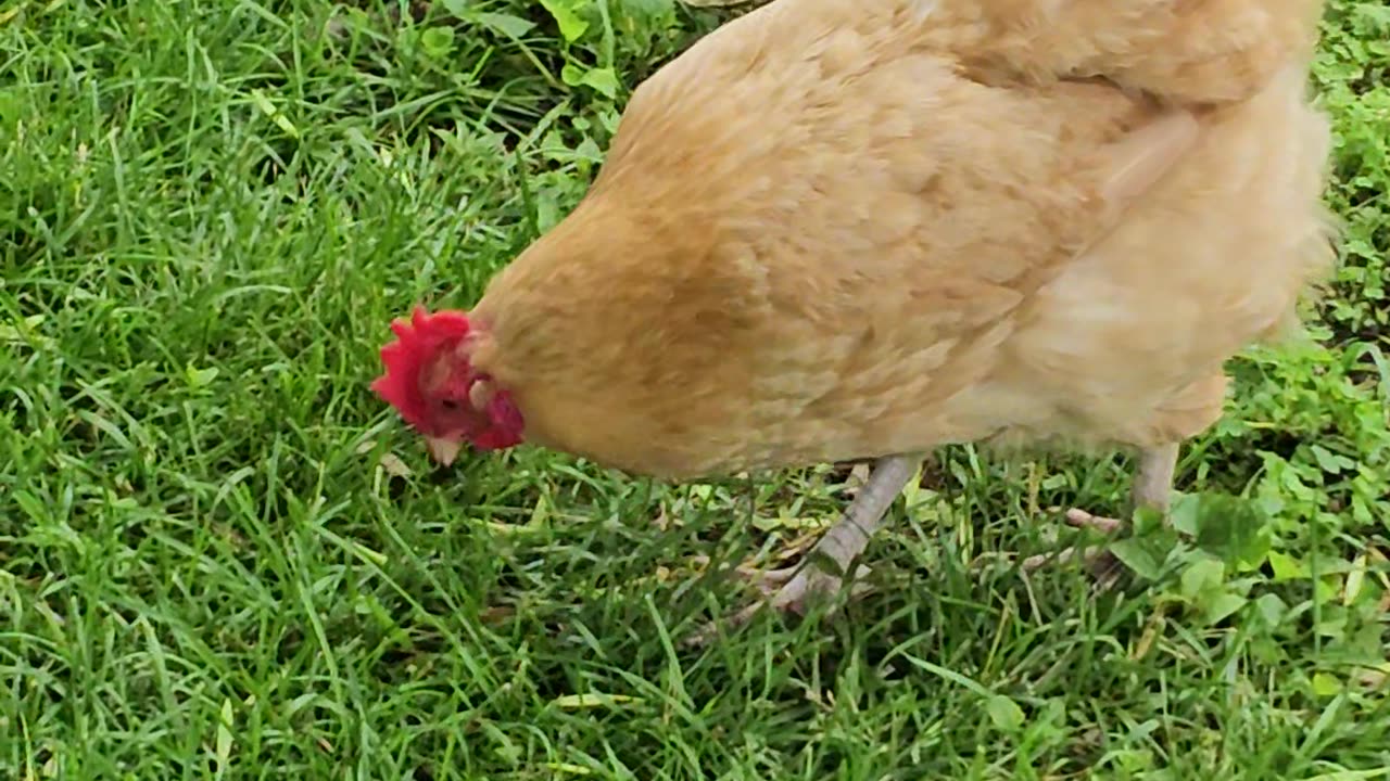 OMC! Orpington Loner hunts worms and eats grass! #orpington #chicken #hen #shorts #hunting #worms