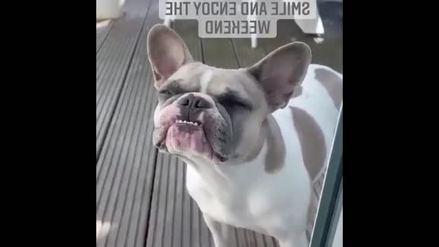 🐶 Funny Dog Videos 2022 🐶 EPISODE 16 🤣 It’s time for ANOTHER LAUGH with these crazy dogs 🐕