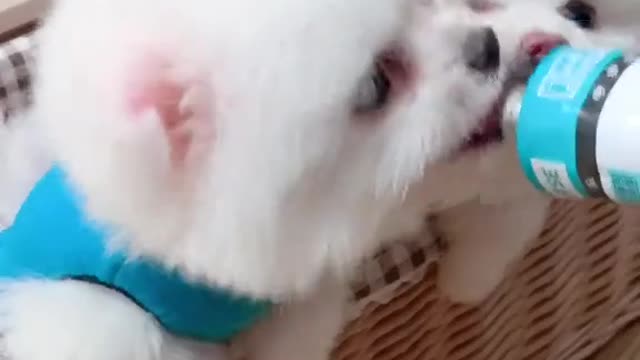 Cute and puppy