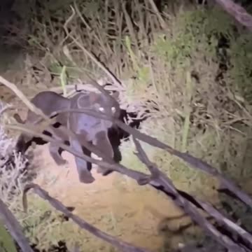 Spectacular Black Panther Sightings