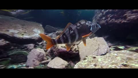 Clip of diver exploring ocean life