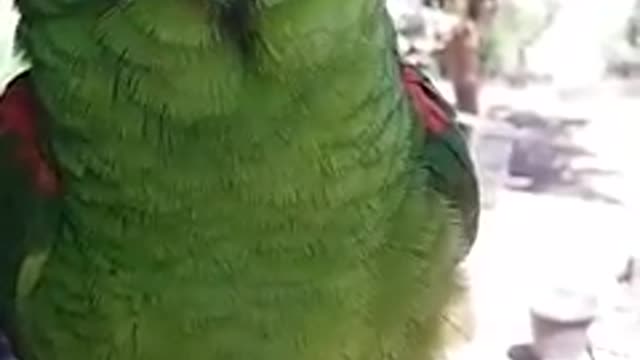 Bota pra tirar brilhou