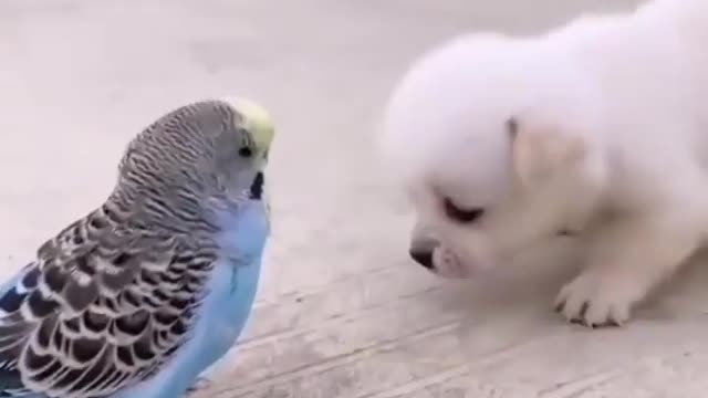 Bird , Dog communities baby dog