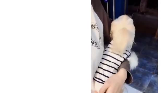 Funny Dog