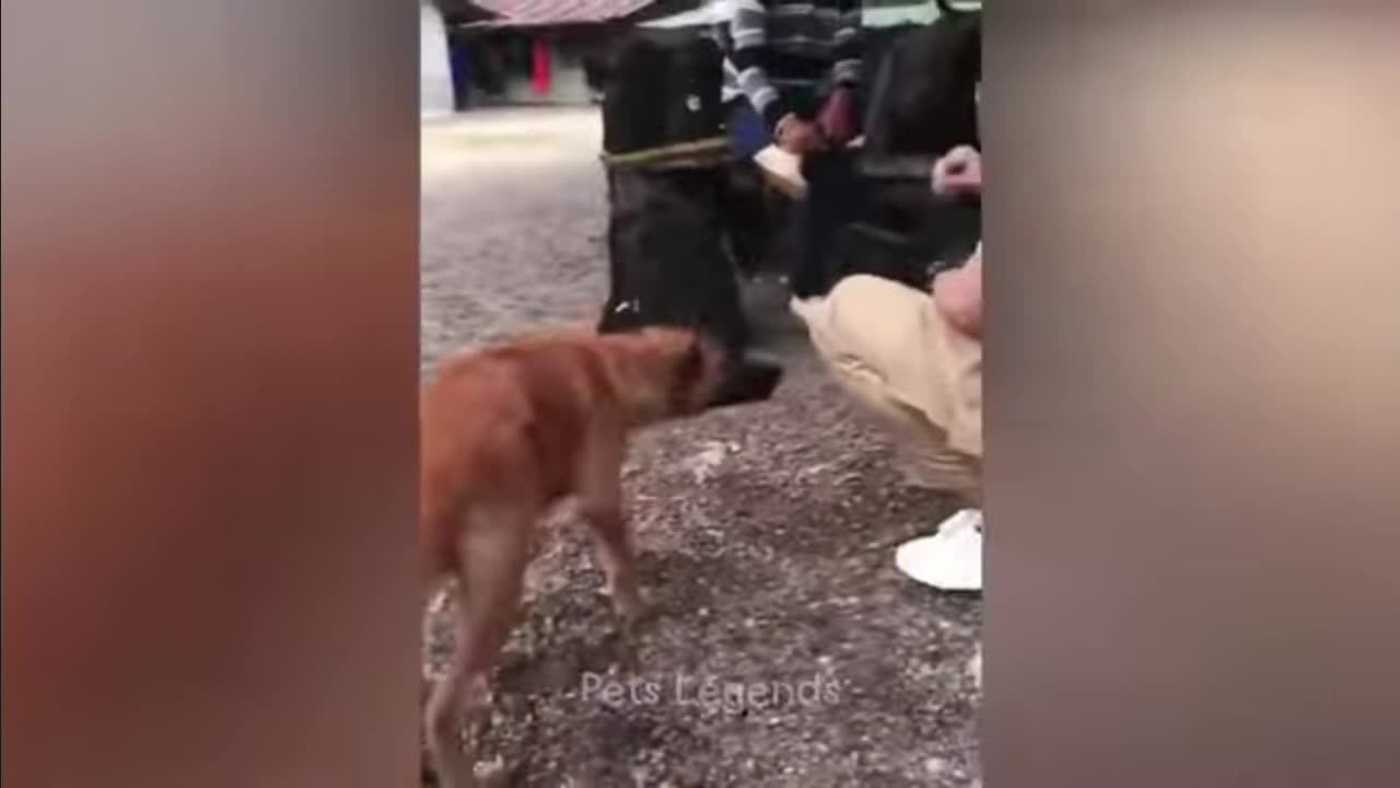 Funny pets video