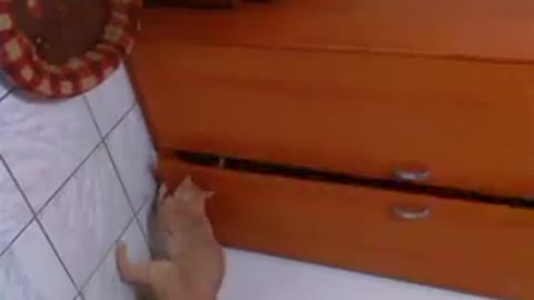 Cat opens tulip door one of his claws!