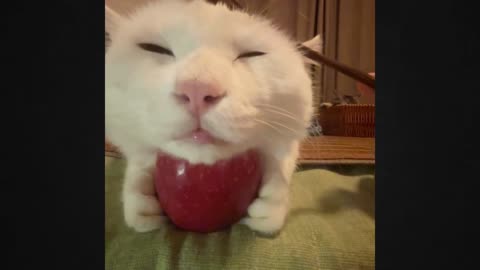 The Irresistible Mystery: Why This Adorable Cat Can't Stop Craving Apples