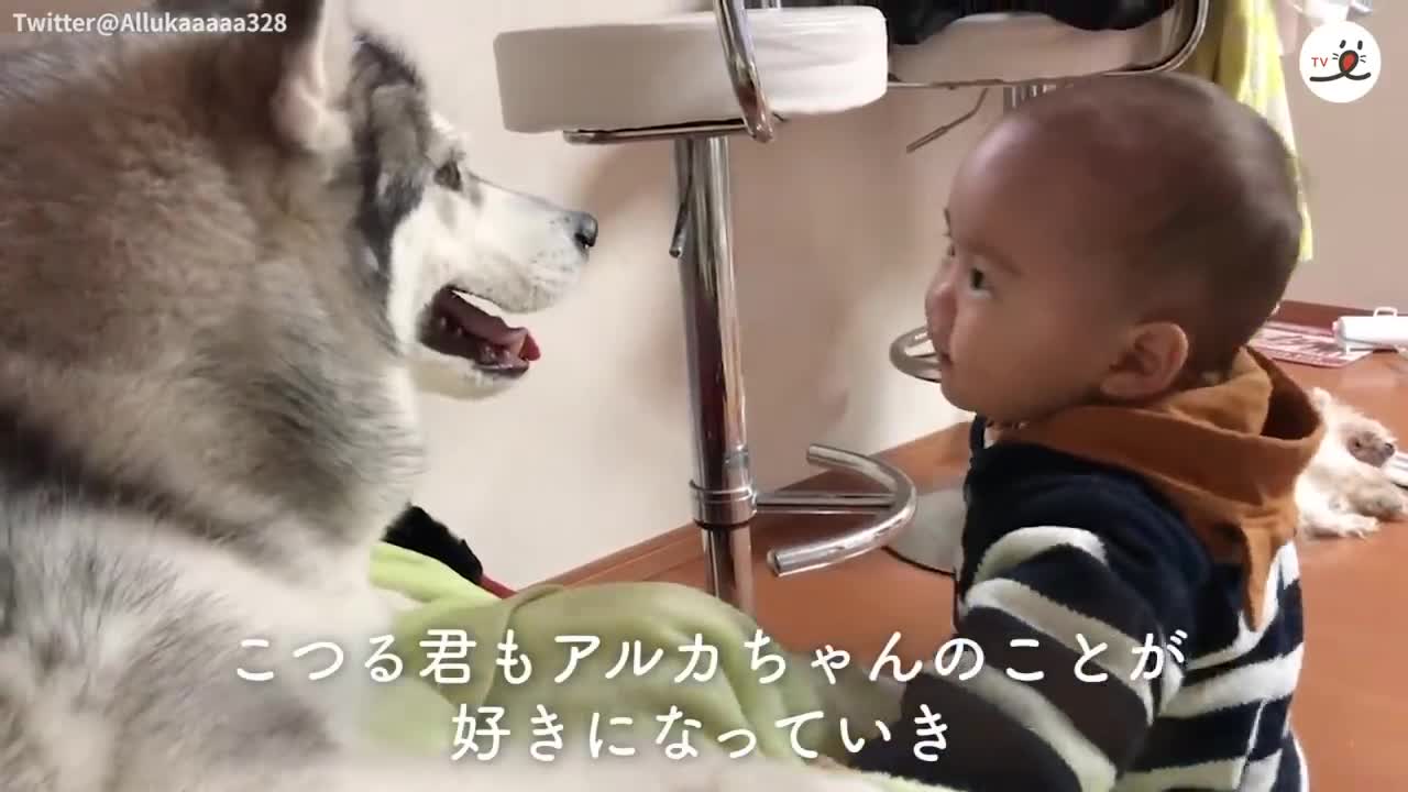 Funniest Confused Dogs