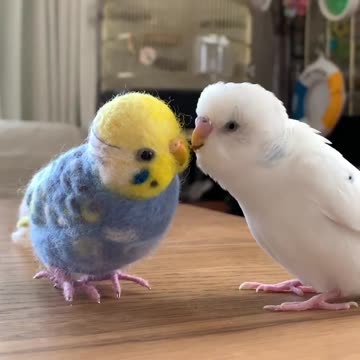 Cute parrot tries to play with his toy friend