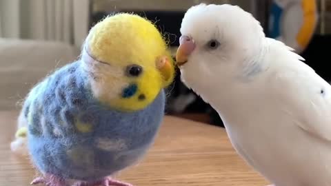 Cute parrot tries to play with his toy friend