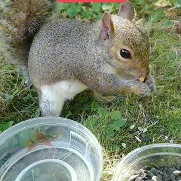 Cute and adorable squirrel 😍🐿️,her name is Mika ❤️