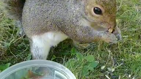 Cute and adorable squirrel 😍🐿️,her name is Mika ❤️