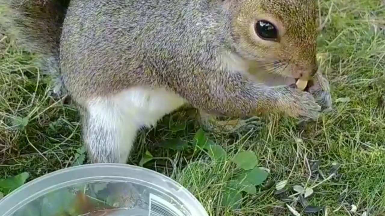 Cute and adorable squirrel 😍🐿️,her name is Mika ❤️