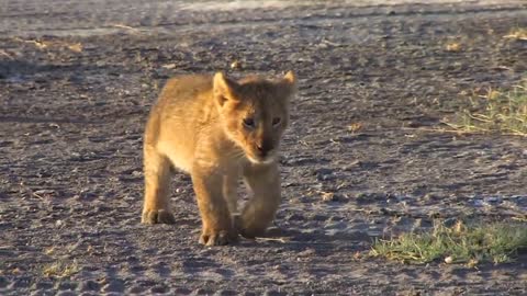 Most funny and cute baby tiger and Lion videos