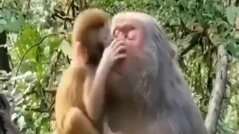 The monkey is loving our baby kids kiss