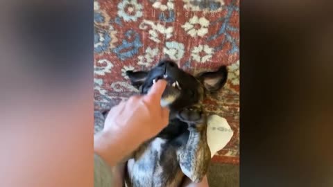 Dog hates middle finger