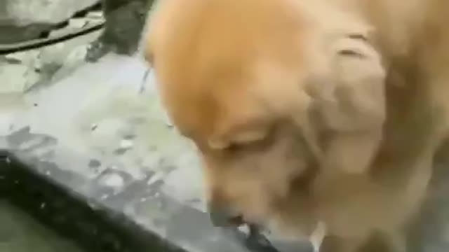 Loving puppies save the dying fish...