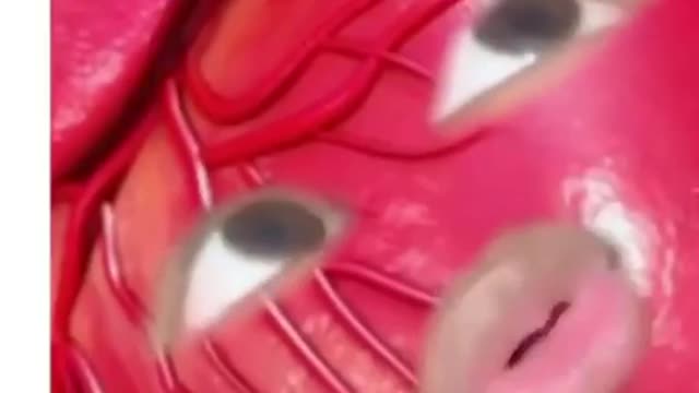 Origin of the Organs! ~ Funny Compilation - 2021