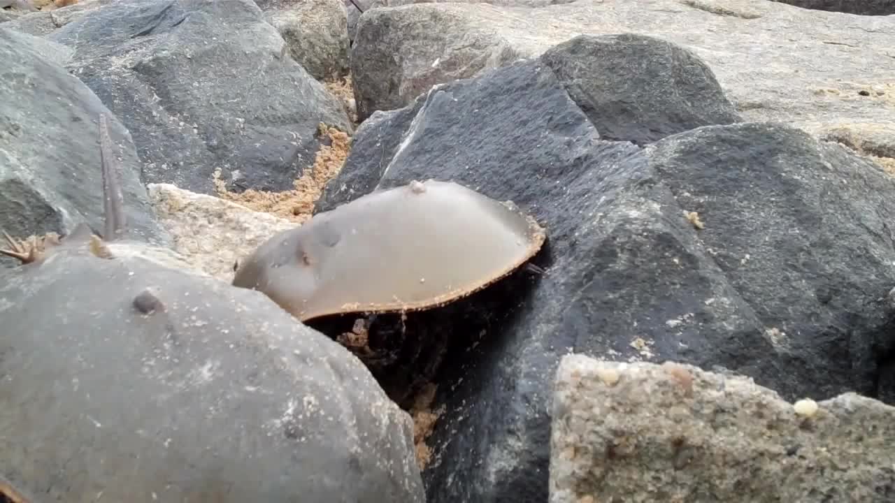 Rescuing Horseshoe Crabs