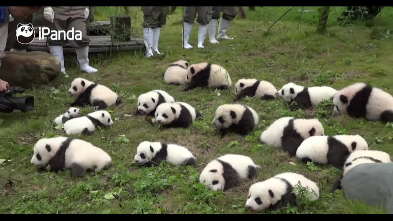 panda family