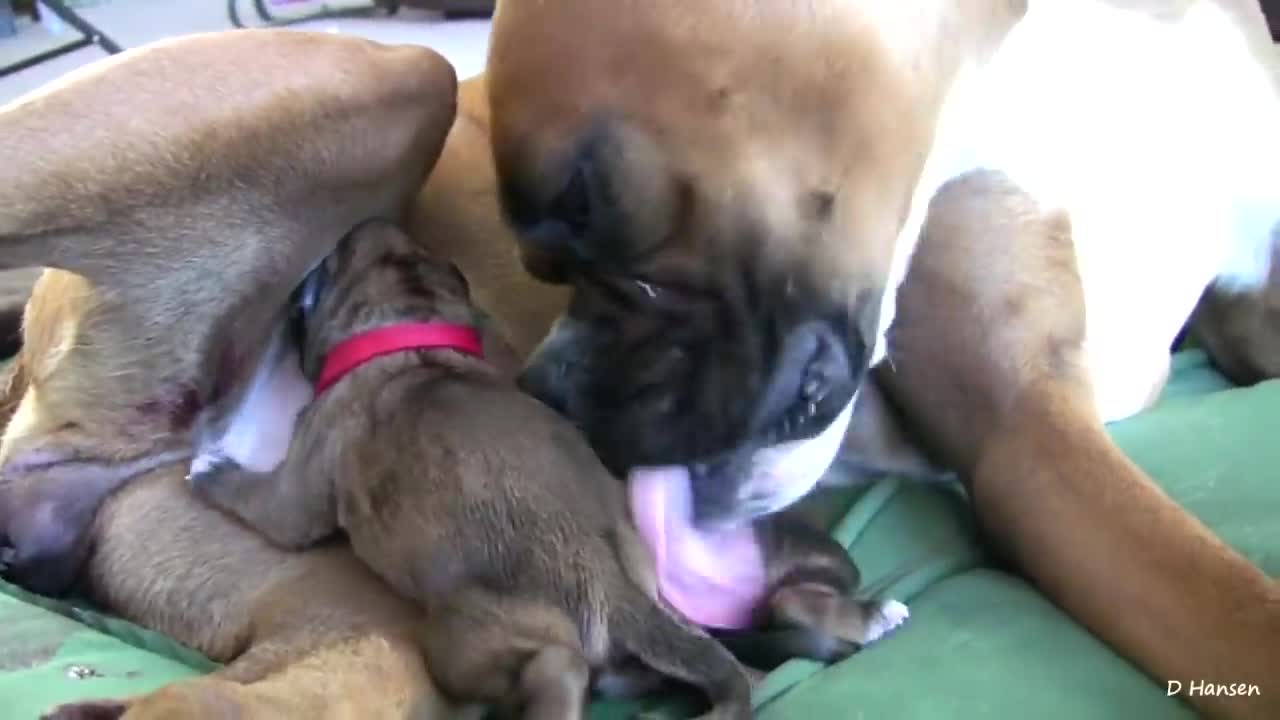 dog give birth while standing