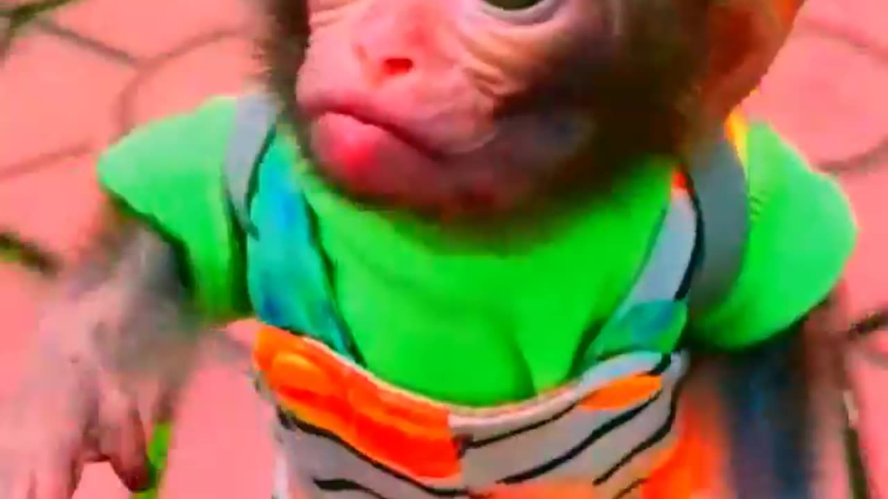 Adorable Monkeys, smartest animals, cute monkey, baby monkey, lovely monkey #11