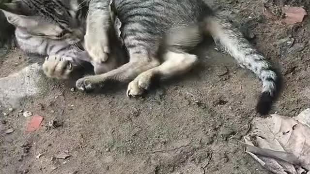 Cat tries to play with the mouse