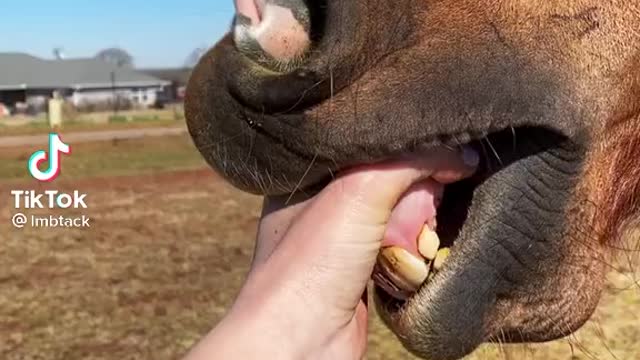 Horse training1