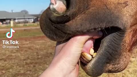 Horse training1