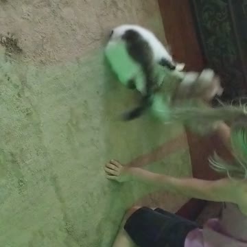 Stuff cat attack