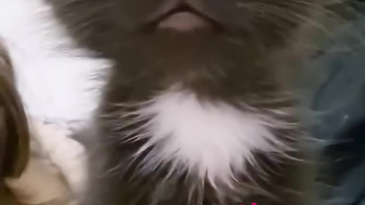 Cat funny video