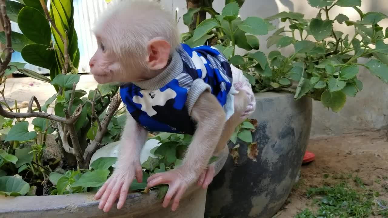 Baby Monkey Joe Playing at the back of the House