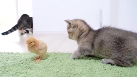 Tiny chicks