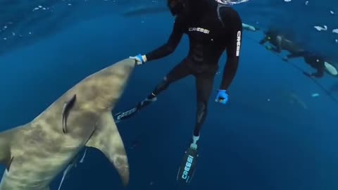 Wildlife
