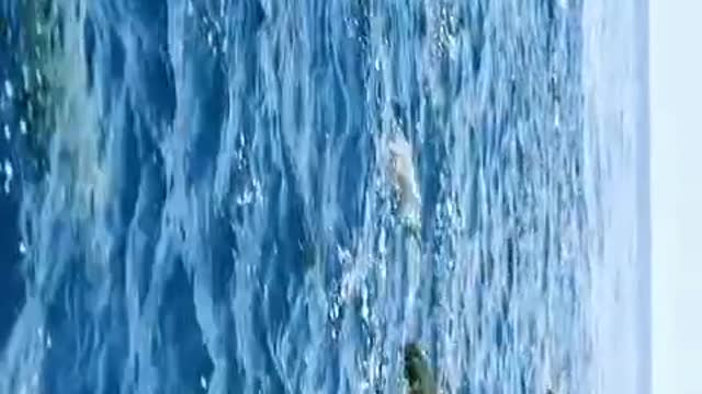 Dolphin competition