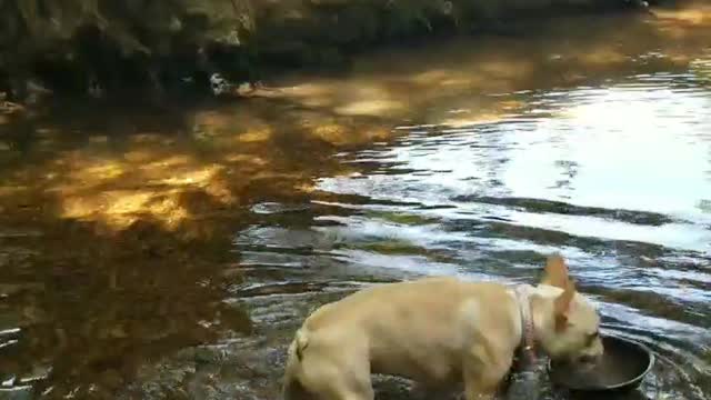 French Bulldog only drinks from bowl while standing in freshwater stream