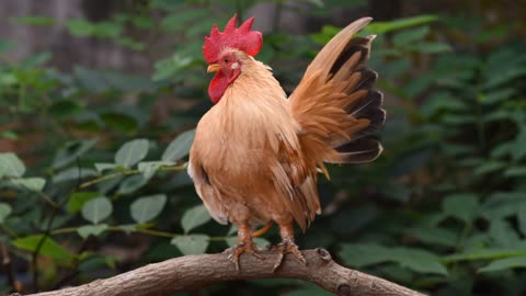 The Splendor of the Rooster: Displaying Feathers to Impress His Hen