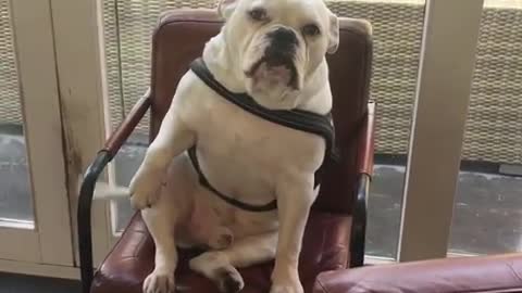 Guilty bulldog caught climbing up onto the furniture