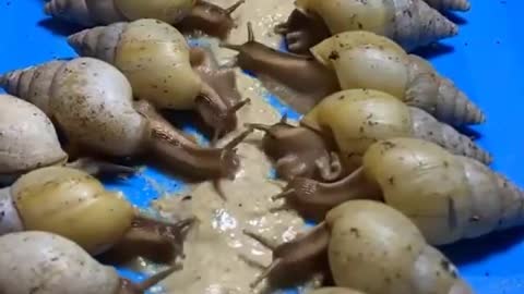 Little cute snails having food