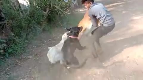 Dog fight