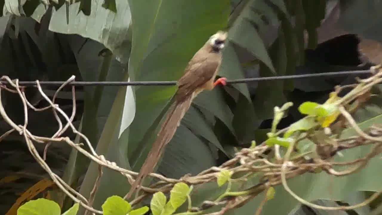 wonder scene of strange birds