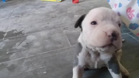 IMPRESIONANTE EL COLOR DE ESTOS PITBULL UNICOS EN EL MUNDO