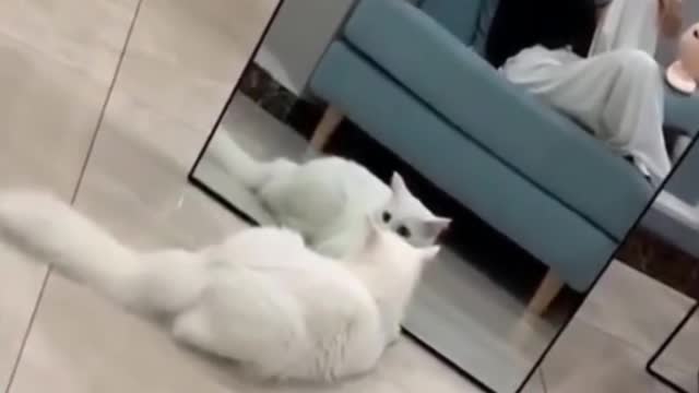 CUTE ANIMALS THAT WILL SHOCK YOU 😮