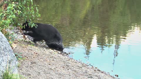 Black Bear Standing by Lake Shoreline Runs Away