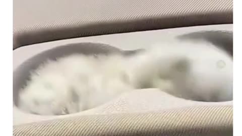 Funny cats video,funny video